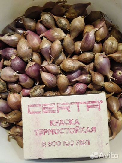 Чеснок на посадку (однозубки и зубки) и на еду