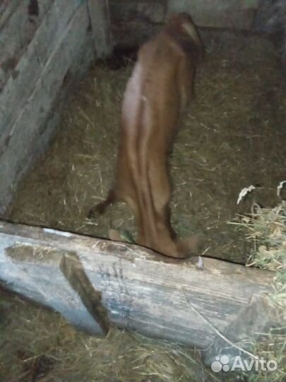 Бычки на молоке тёлка джейсеры