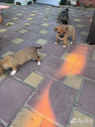 Собака в добрые руки щенок