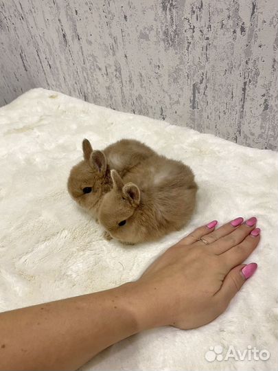 Карликовый кролик минор девочка и мальчик