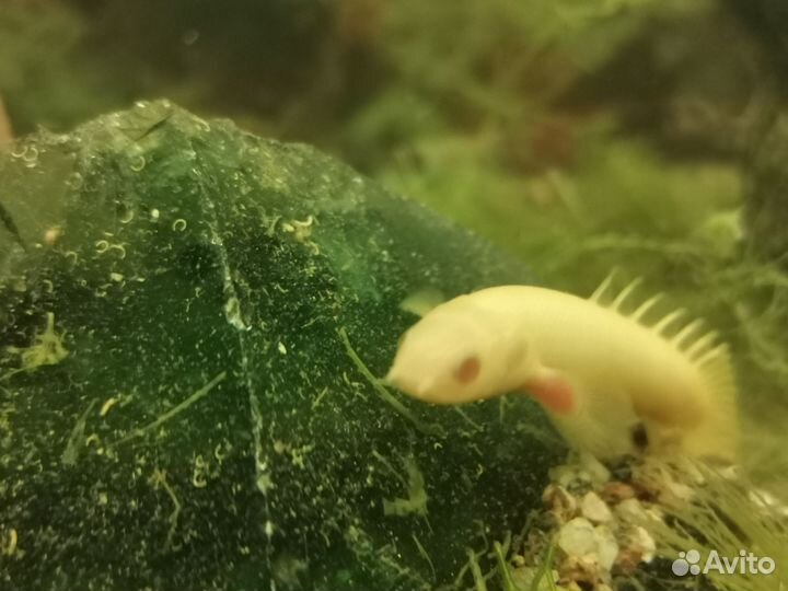 Полиптерус альбинос