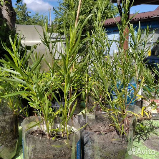 Тархун (эстрагон)