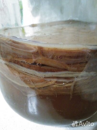 Чайный гриб