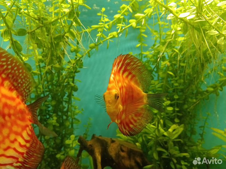 Дискус пиджен