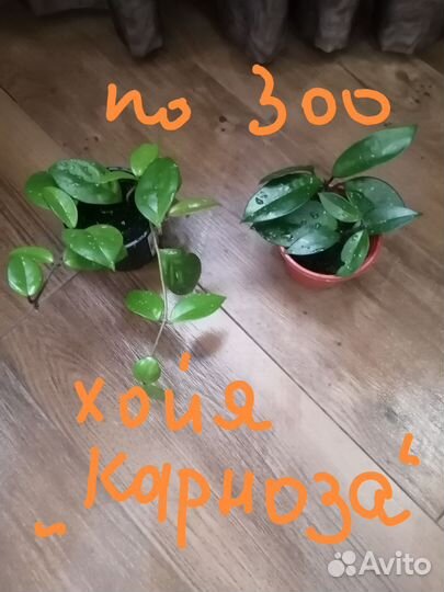 Панданус, фикус и др