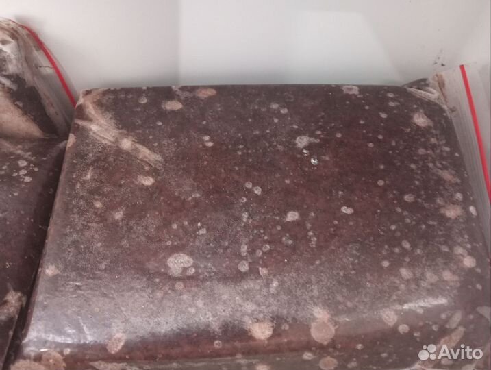 Артемия замороженная