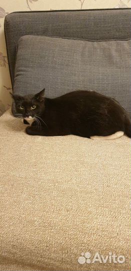 Молоденький котик