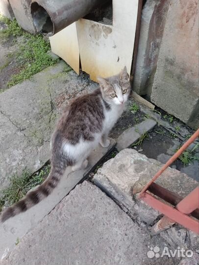 Котенок в добрые руки