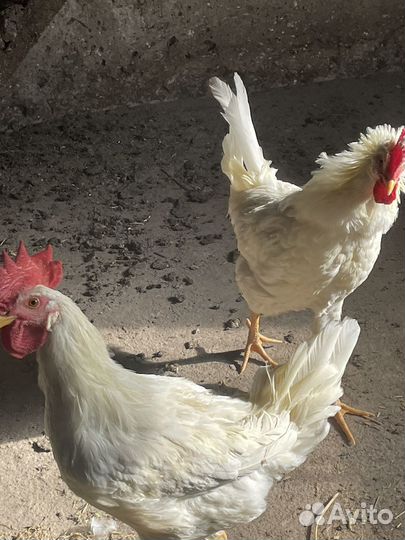 Молодые петухи