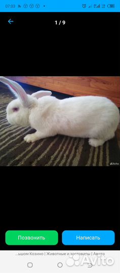 Продам кроликов