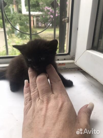 Отдам котенка в добрые руки