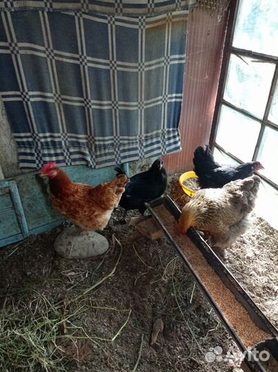 Куры домашние