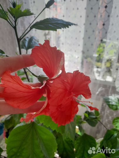 Гибискус кровавая мери