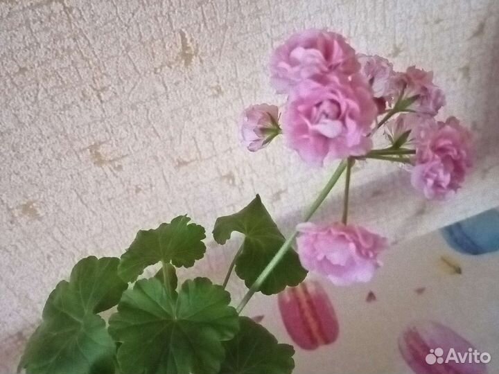 Комнатные цветы