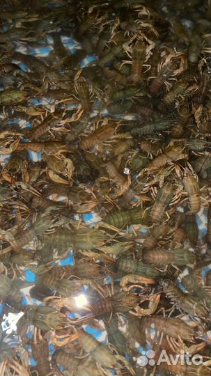 Живые раки и вареные