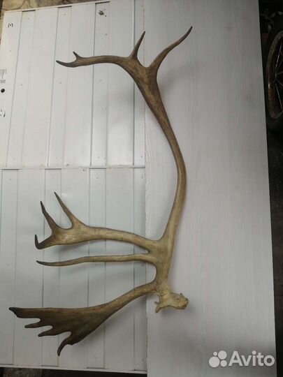 Рога оленя
