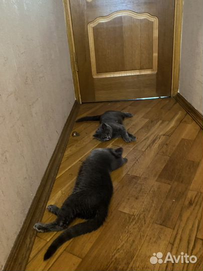 Кошечки Британки