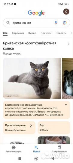 Британский кот вязка