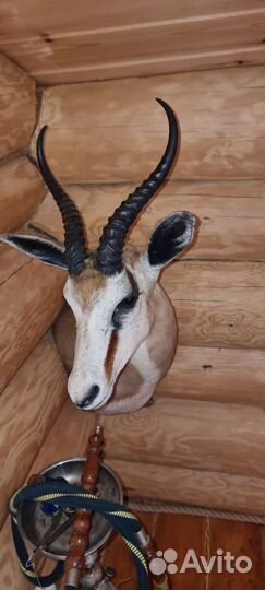 Чучела животных