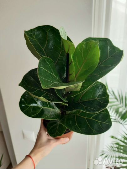 Фикус Лирата бамбино