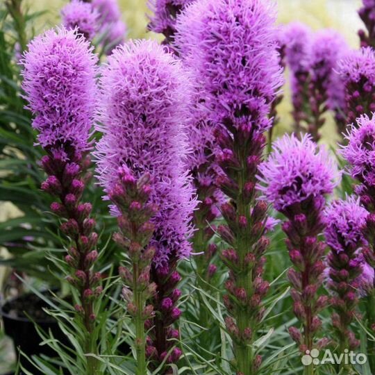 Цветы многолетние для сада