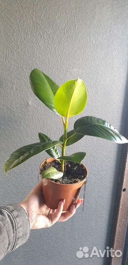 Фикус робуста