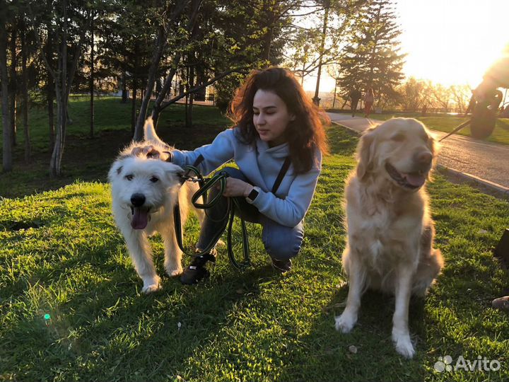 Передержка животных