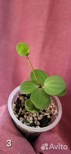 Пеперомия Хоуп