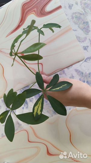 Шефлера отростки