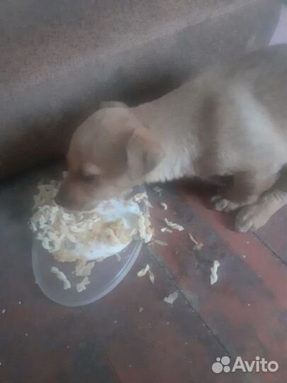 Собака в добрые руки отдам бесплатно