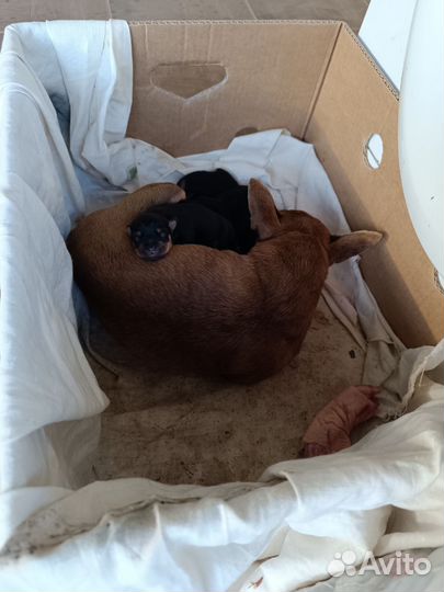 Собаки щенки