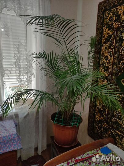 Пальма Дипсис