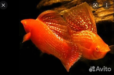 Опт и розница рыбок, отправка в регионы