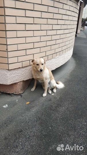 Пёс слишком домашний
