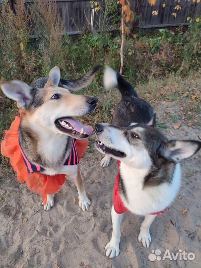 Собака в добрые руки