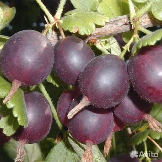 Крыжовник Арлекин