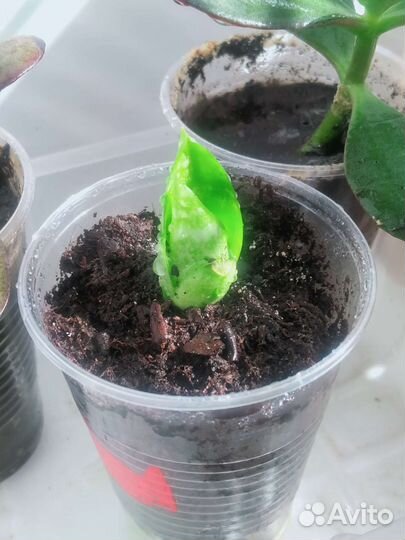 Укоренённые отростки Толстянки и Сансевиерии