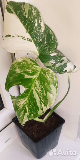 Монстера вариегатная Альба