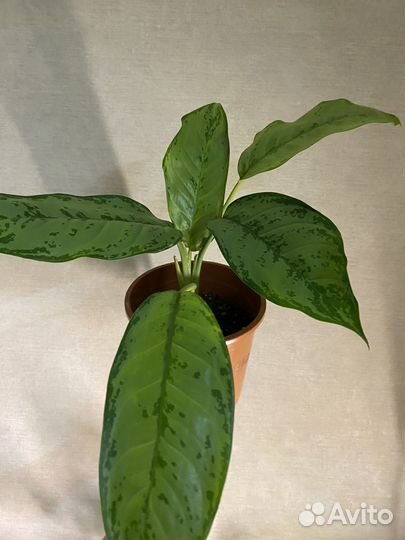 Аглаонема Супер Вайт, Фридман, Кротон, Антуриум