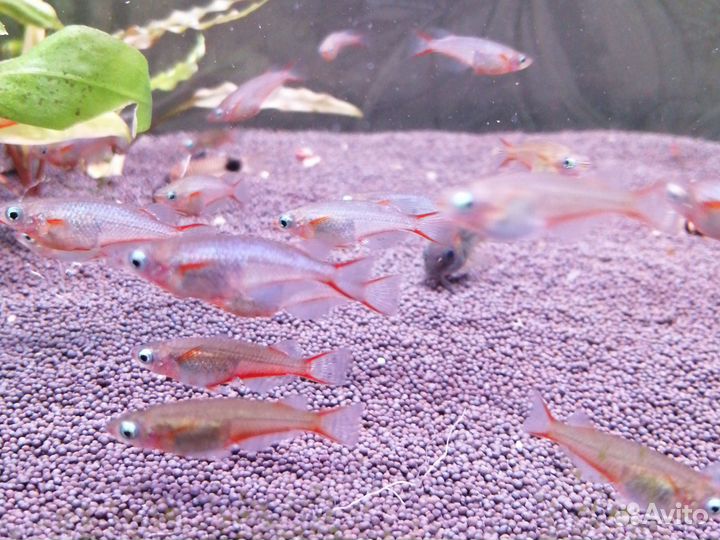 Креветки,рыбки,корм,малюски,грунт