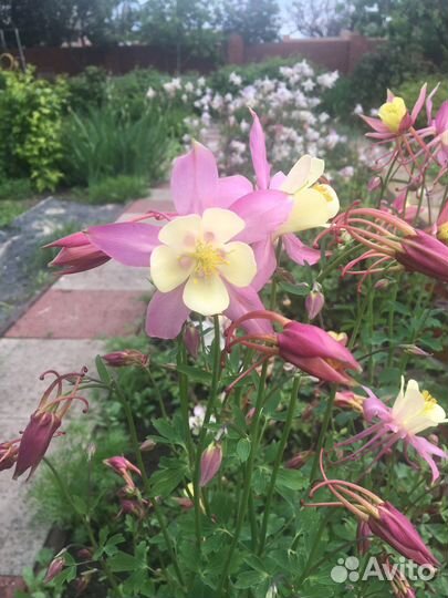 Садовые цветы