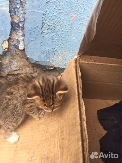 Котики бесплатно в добрые руки