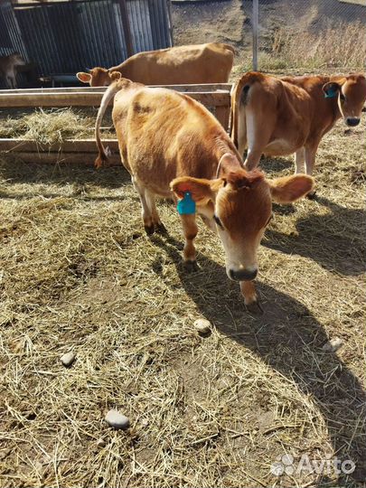 Коровы джерсийской породы (молочная)