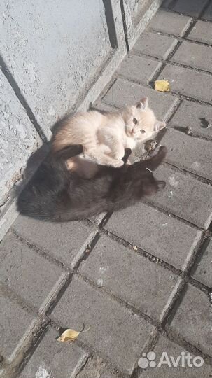 Отдам котят в добрые руки, мальчики