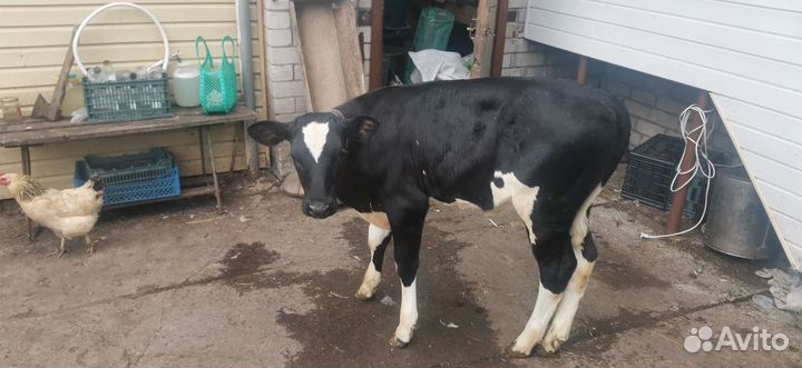 Телочка 10 недель