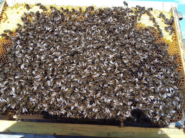 Пчелы Карника