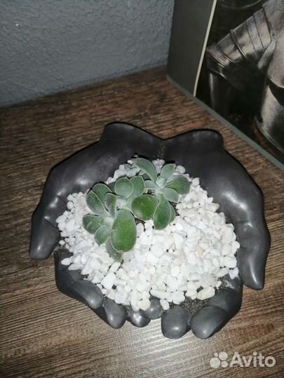 Суккуленты