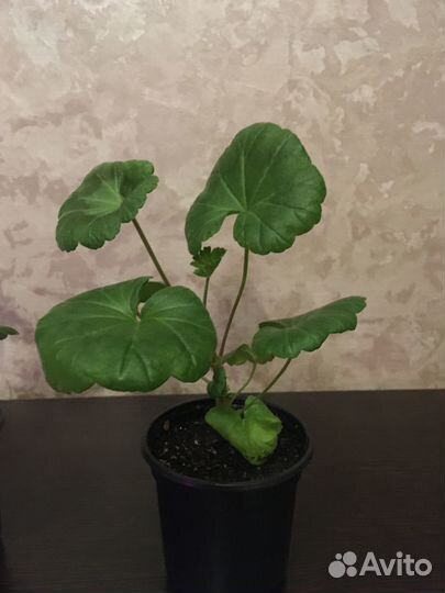 Герань (пеларгония)