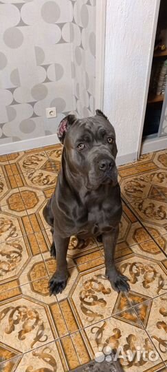 Кобель вязка кане Корсо