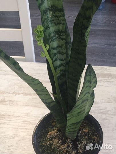 Сансевиерия цветущая (щучий хвост)